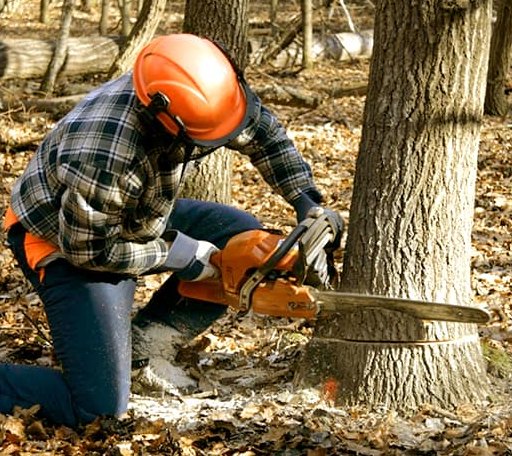 Tree Removal in Karthaus, PA